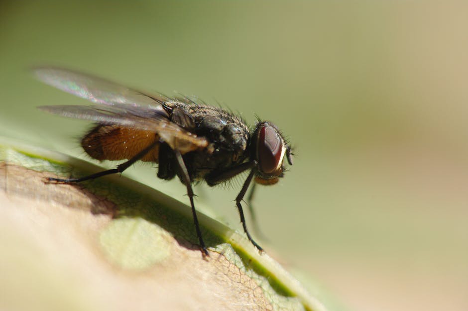 A close-up macro photograph of a house fly clinging to the rough, textured surface of a tree trunk with visible bark patterns. The fly has a dark, glossy exoskeleton with intricate details of its wing